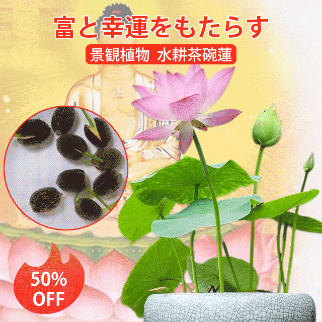 「富と繁栄をもたらす」茶碗蓮の種