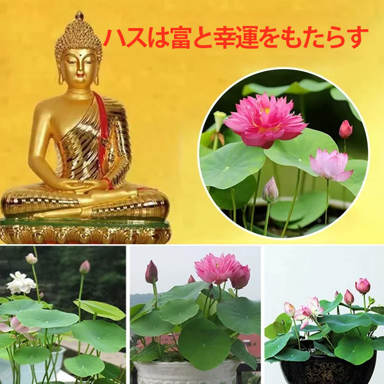 「富と繁栄をもたらす」茶碗蓮の種