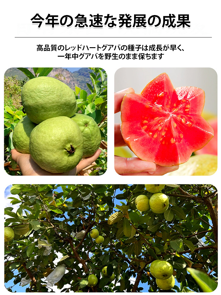 【柔らかくて甘い】赤い心グァバの種
