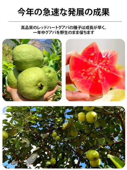 【柔らかくて甘い】赤い心グァバの種
