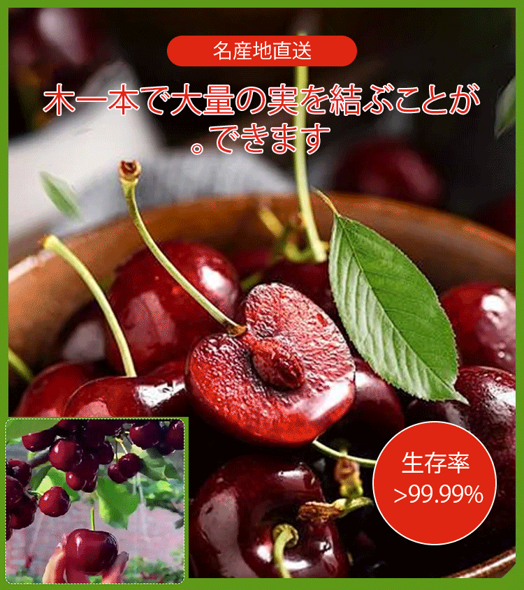 輸入チリ産チェルシーの種子