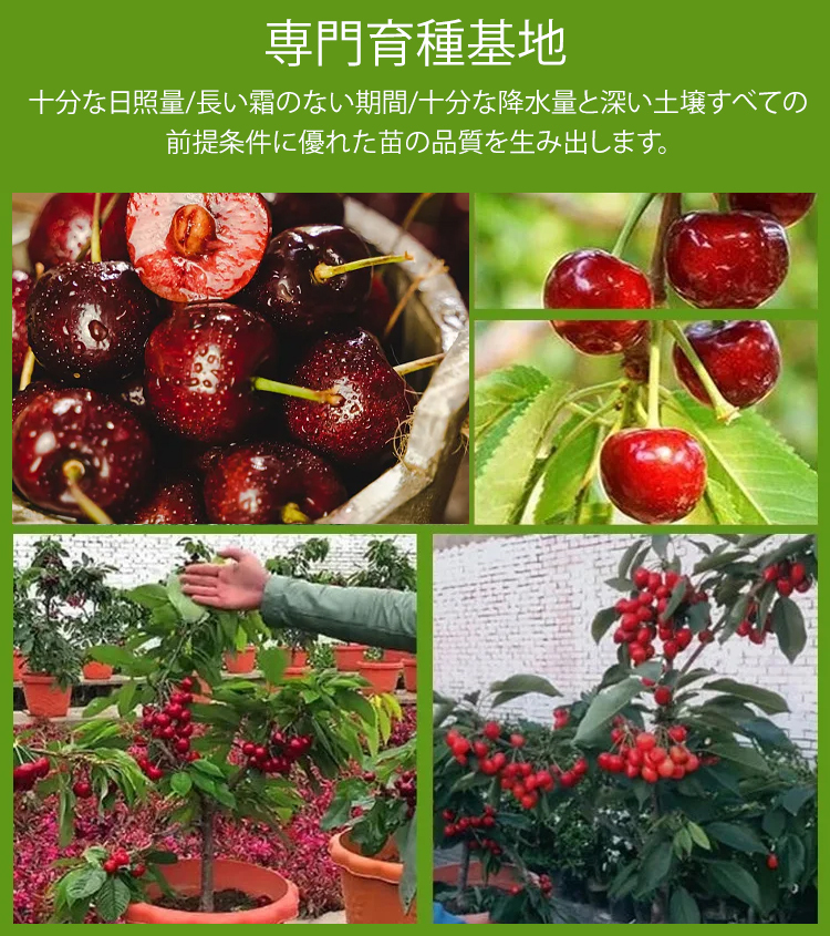 輸入チリ産チェルシーの種子