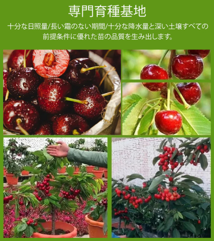 輸入チリ産チェルシーの種子