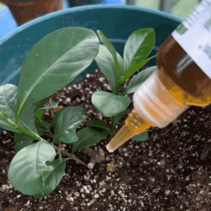 Universal plant and flower rejuvenation liquid