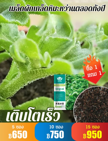 เมล็ดผักเกล็ดหิมะ ปลูกในห้อง กระถางบนระเบียงได้