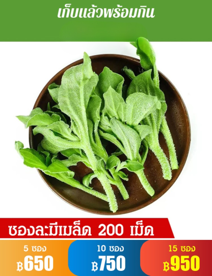 เมล็ดผักเกล็ดหิมะ ปลูกในห้อง กระถางบนระเบียงได้