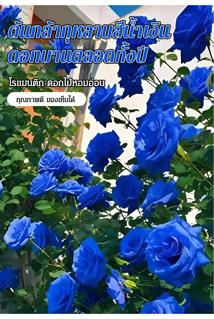 ต้นกล้ากุหลาบสีน้ำเงิน ดอกบานตลอดทั้งปี