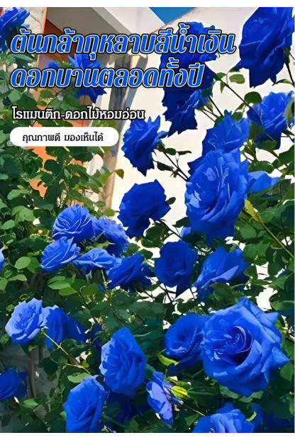 ต้นกล้ากุหลาบสีน้ำเงิน ดอกบานตลอดทั้งปี