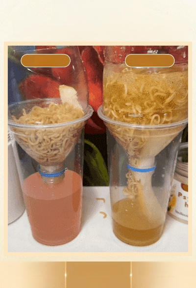 【ดูแลลำไส้และกระเพาะอาหาร】ผงออร์แกนิกธรรมชาติ