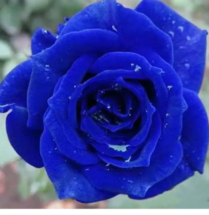 ต้นกล้ากุหลาบสีน้ำเงิน ดอกบานตลอดทั้งปี
