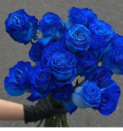 ต้นกล้ากุหลาบสีน้ำเงิน ดอกบานตลอดทั้งปี