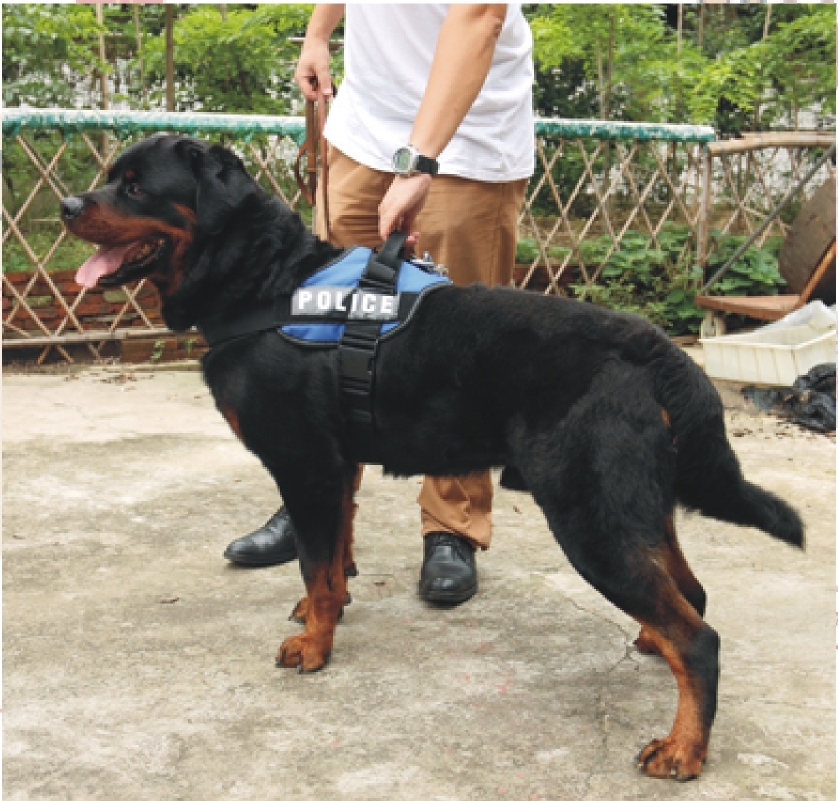 Lovabledog X 訓練胸帶 