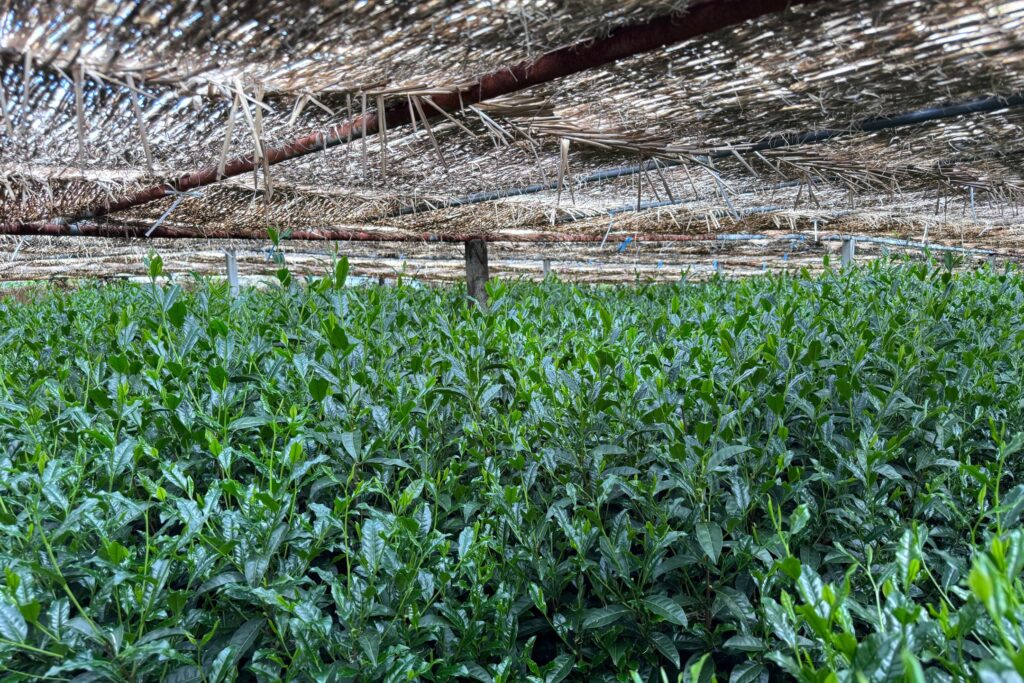 japanese matcha garden