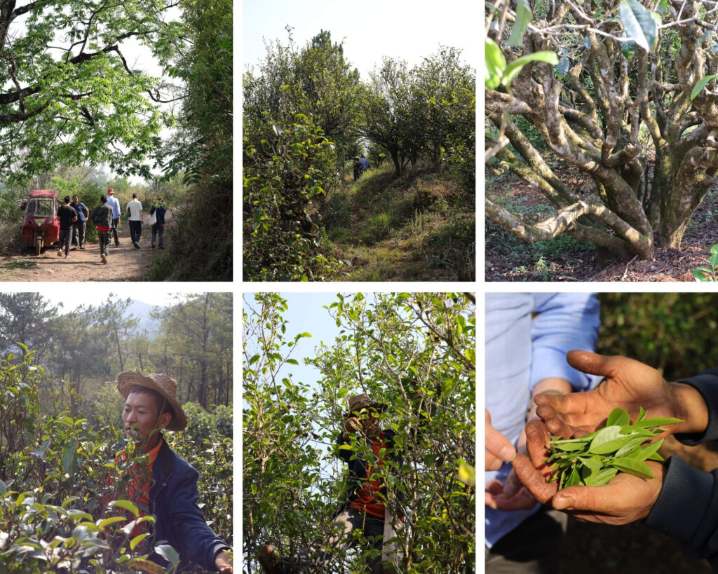 searching for wild tea in the mountains of Yunnan, China - Da Xue Shan Wild Tree Black Tea