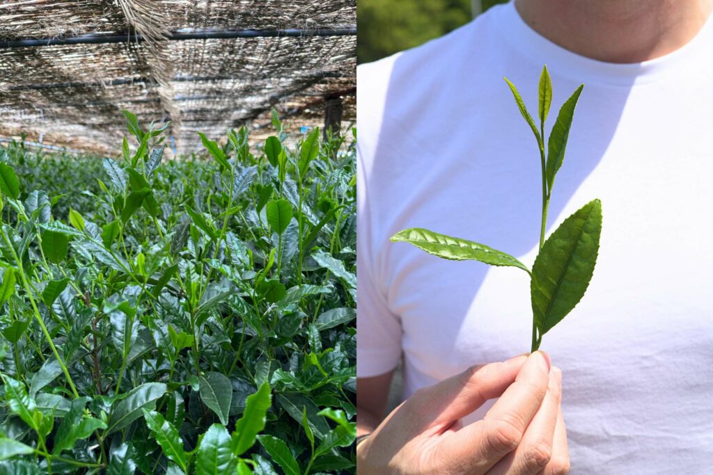 Matcha Grading - How is Matcha Graded?