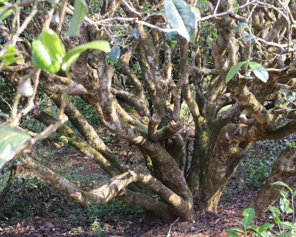 Wild tea trees in Yunnan China