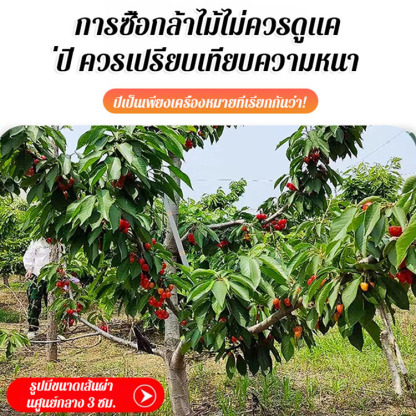 ต้นกล้าต้นเชอร์รี่