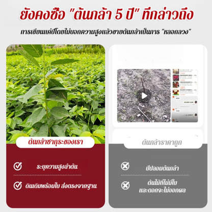 ต้นกล้าต้นเชอร์รี่