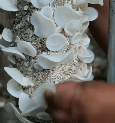 123_17.gif
