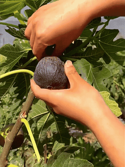 HFH-【当年结果】无花果树苗_16-1.gif