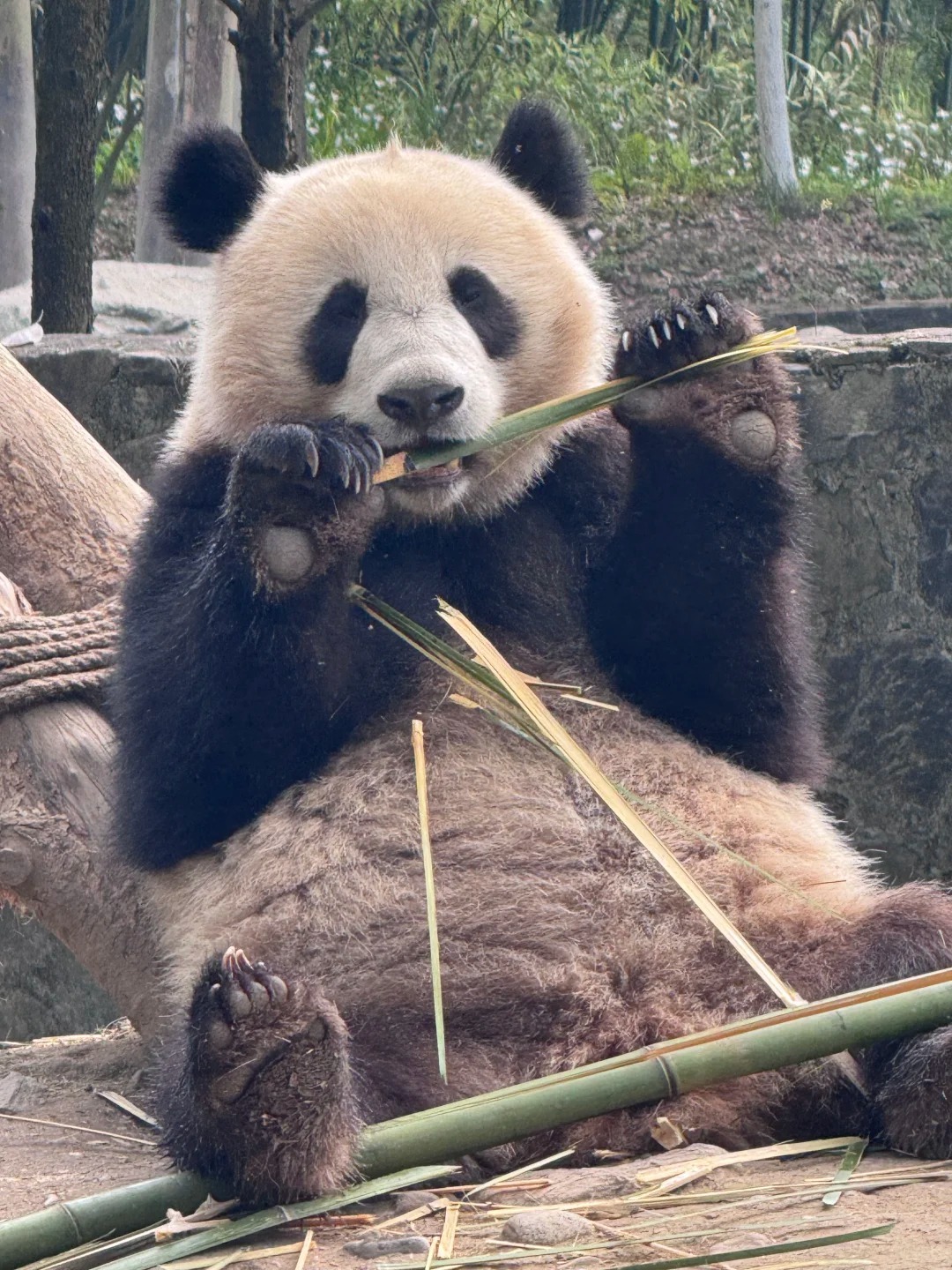 成都・パンダ親子深度体験デー ー 1日ツアー