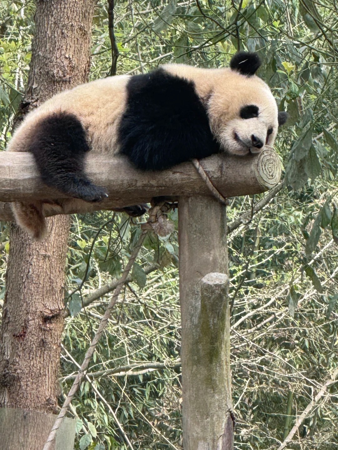 成都・パンダ親子深度体験デー ー 1日ツアー