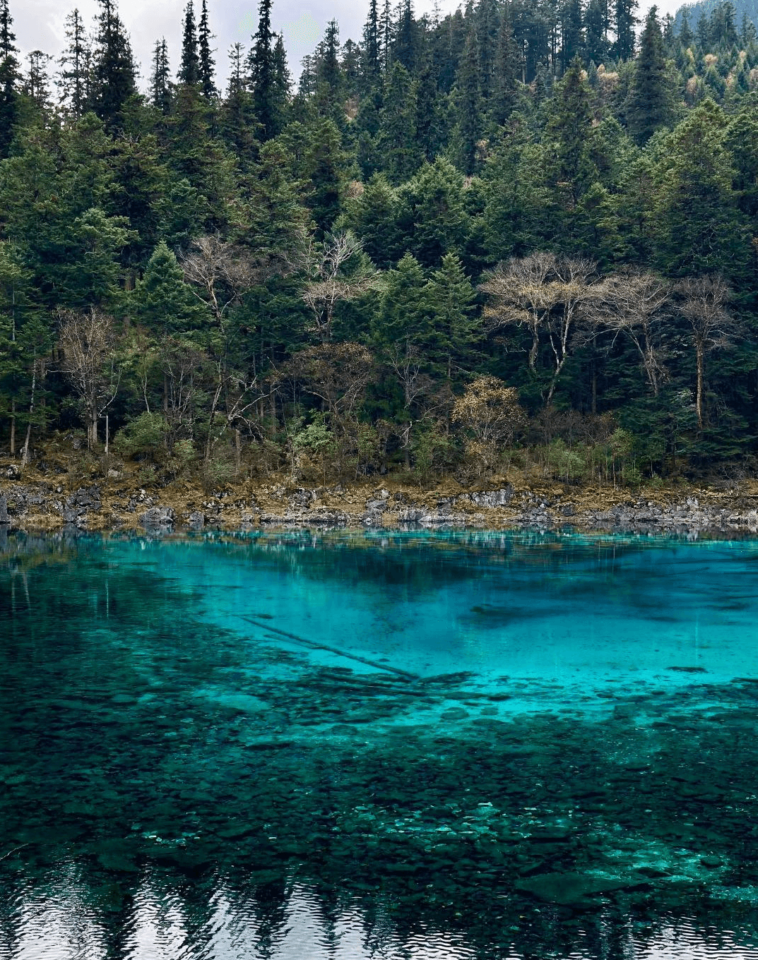九寨溝・五彩池（ごさいち）──神秘的に輝く、九寨溝で最も多彩な色彩を持つ池群