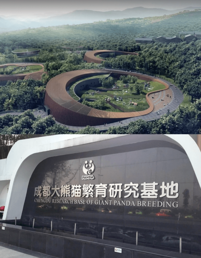 成都・パンダボランティア体験── 愛らしいジャイアントパンダの保護に貢献する、特別で意義深い一日