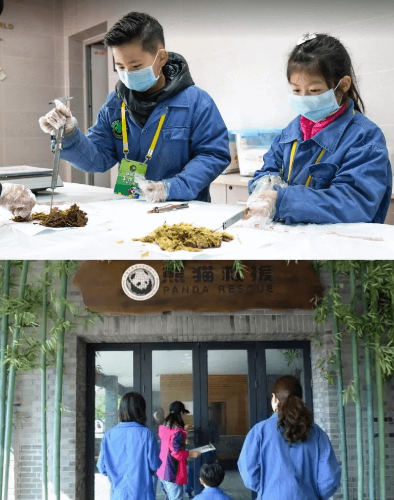 成都・パンダボランティア体験── 愛らしいジャイアントパンダの保護に貢献する、特別で意義深い一日