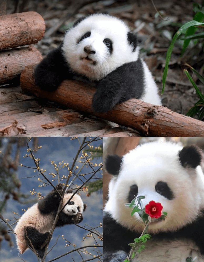 成都・パンダボランティア体験── 愛らしいジャイアントパンダの保護に貢献する、特別で意義深い一日