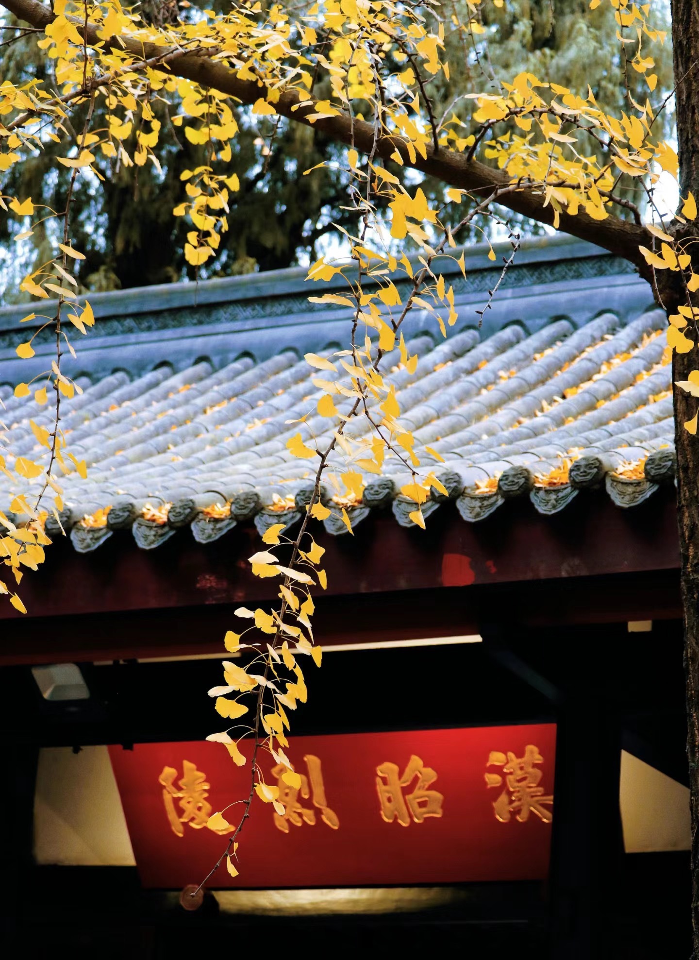 [5日間]成都の文化を気軽に楽しむ旅・四川料理,パンダ,四川西部,人気スポット,おすすめ スポット,中国旅行パンダの旅,四川旅行