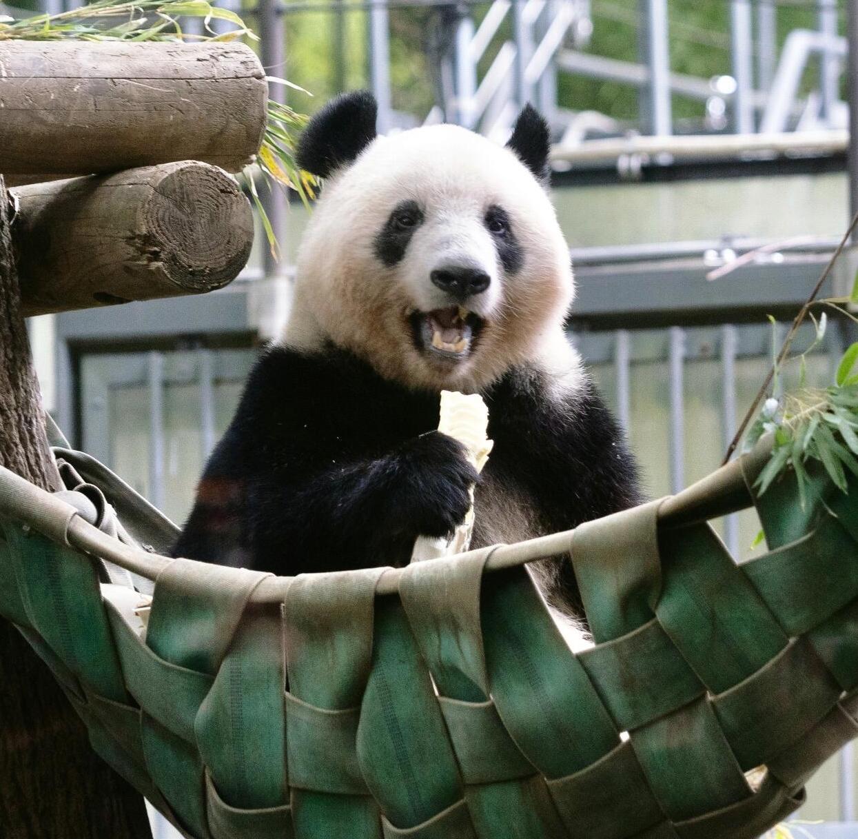 [5日間]成都の文化を気軽に楽しむ旅・四川料理,パンダ,四川西部,人気スポット,おすすめ スポット,中国旅行パンダの旅,四川旅行