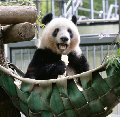 [5日間]成都の文化を気軽に楽しむ旅・四川料理,パンダ,四川西部,人気スポット,おすすめ スポット,中国旅行パンダの旅,四川旅行