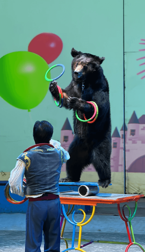 上海馬戲城：『ERA時空之旅』