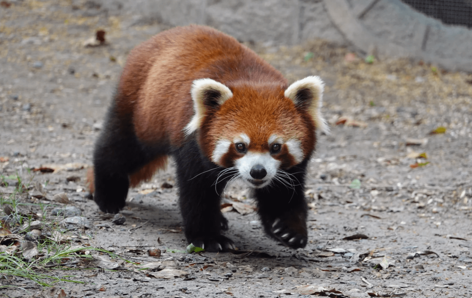 {"default":"上海野生動物園観光"}
