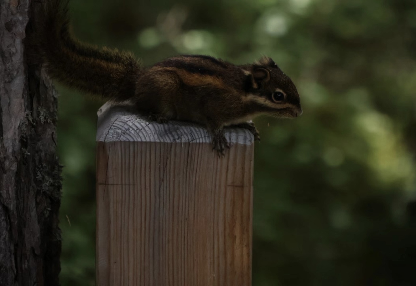 [7日間]九寨溝一周＆パンダ基地！自然豊かな秘境旅