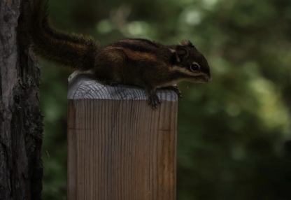 [7日間]九寨溝一周＆パンダ基地！自然豊かな秘境旅