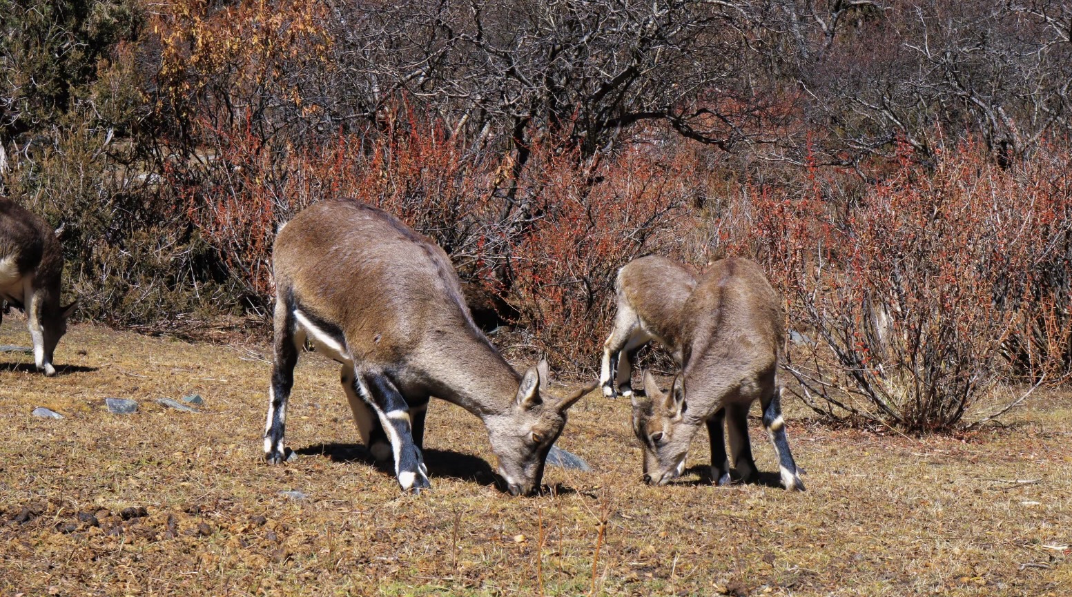 [6日間]四川西部一周！絶景観光ツア