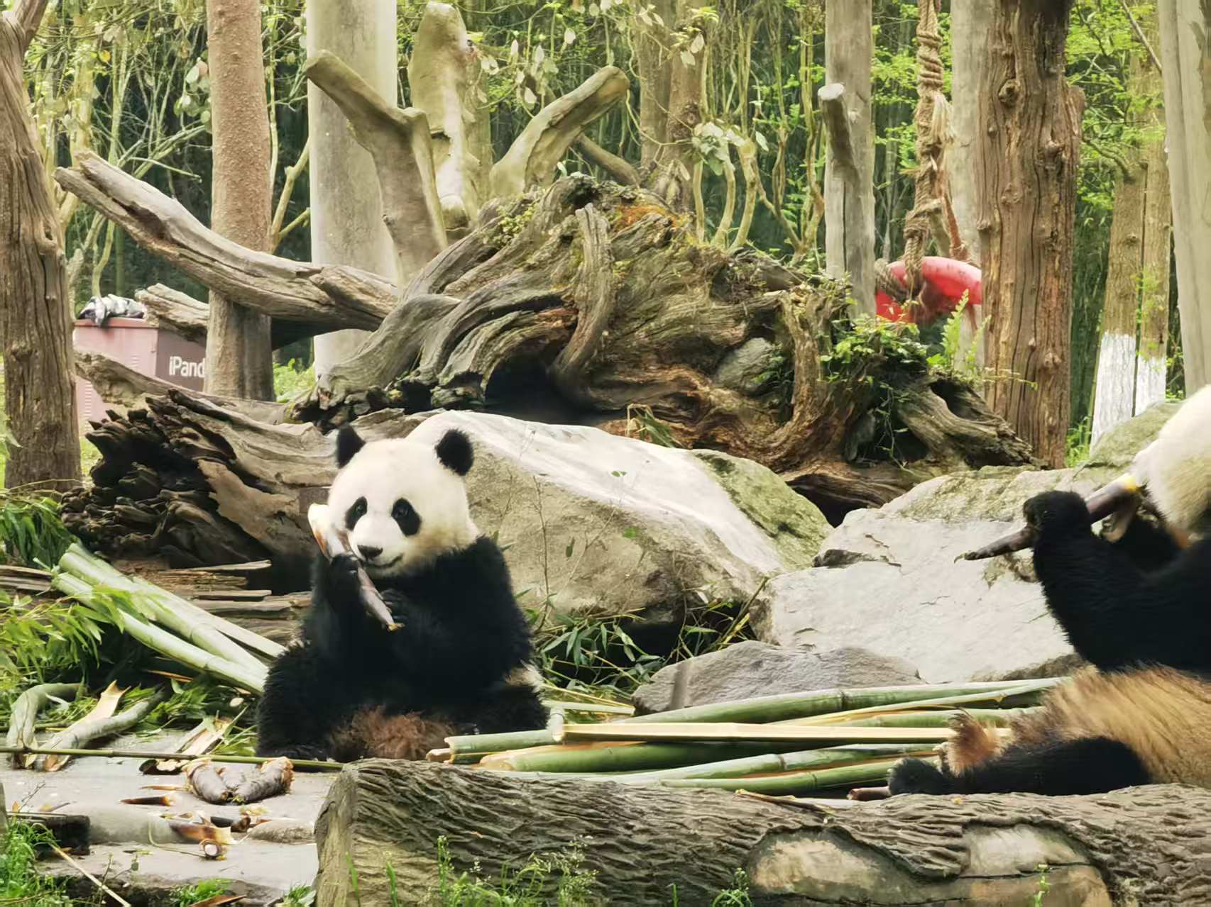 成都・パンダ親子深度体験デー ー 1日ツアー