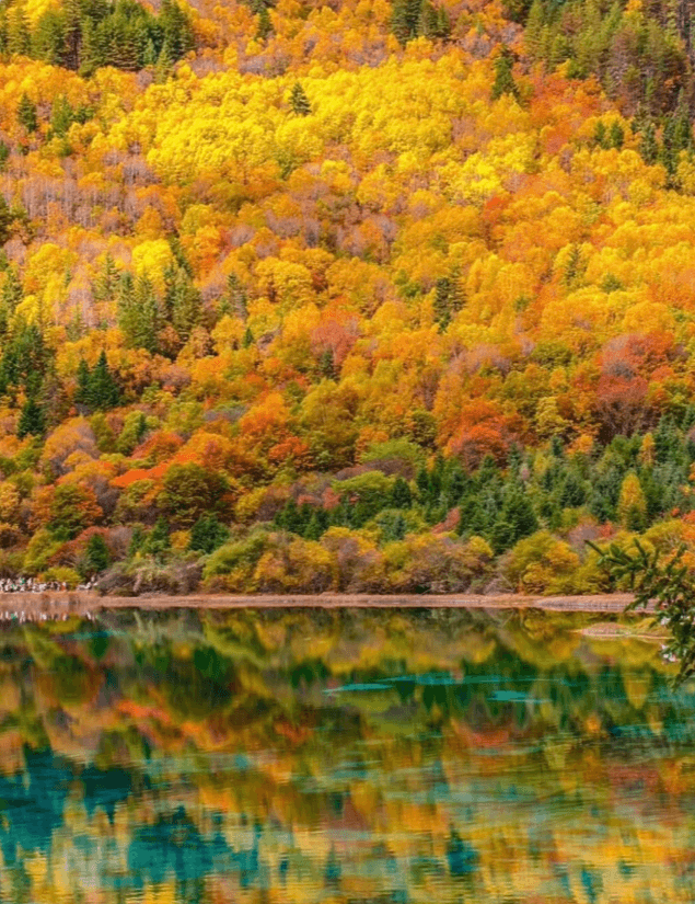 パンダと一緒に九寨溝を巡る旅