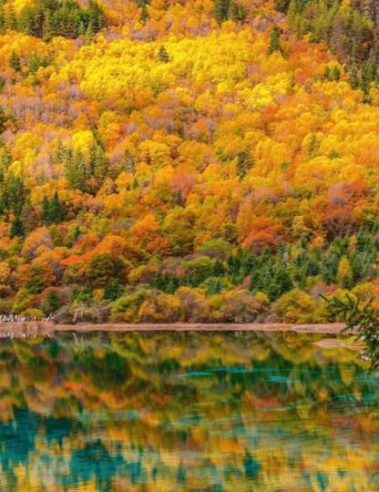 パンダと一緒に九寨溝を巡る旅