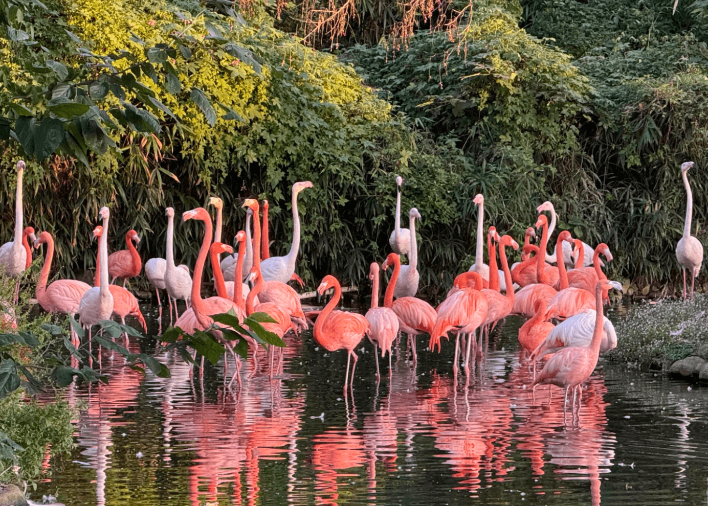 上海野生動物園体験 ──自然に近い環境でアジア最大級の動物王国を探検