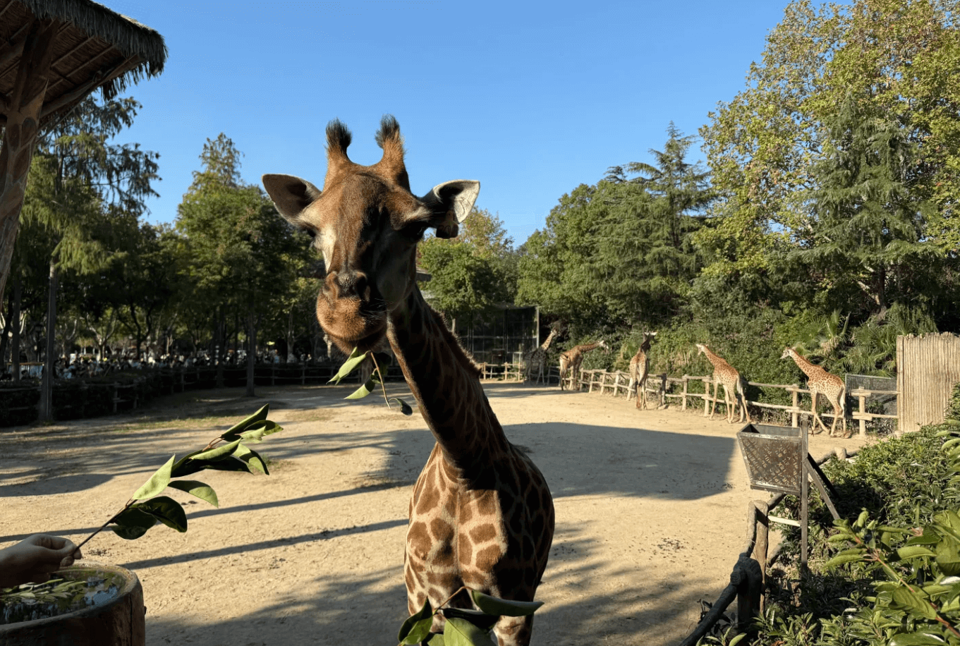上海野生動物園体験 ──自然に近い環境でアジア最大級の動物王国を探検