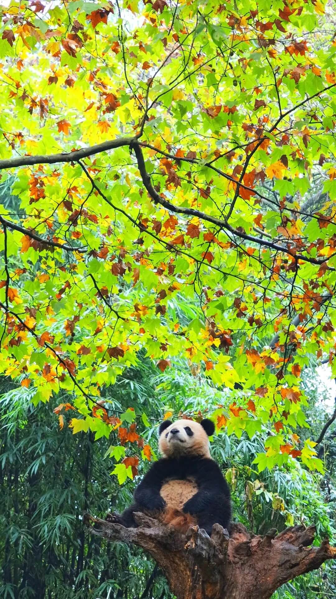 パンダと一緒に九寨溝を巡る旅