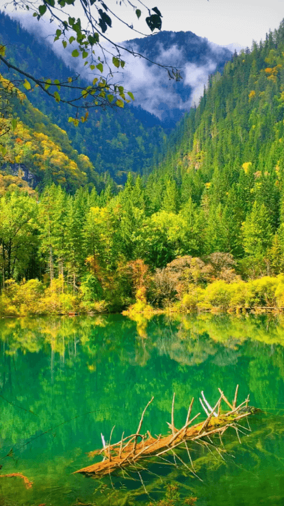 パンダと一緒に九寨溝を巡る旅