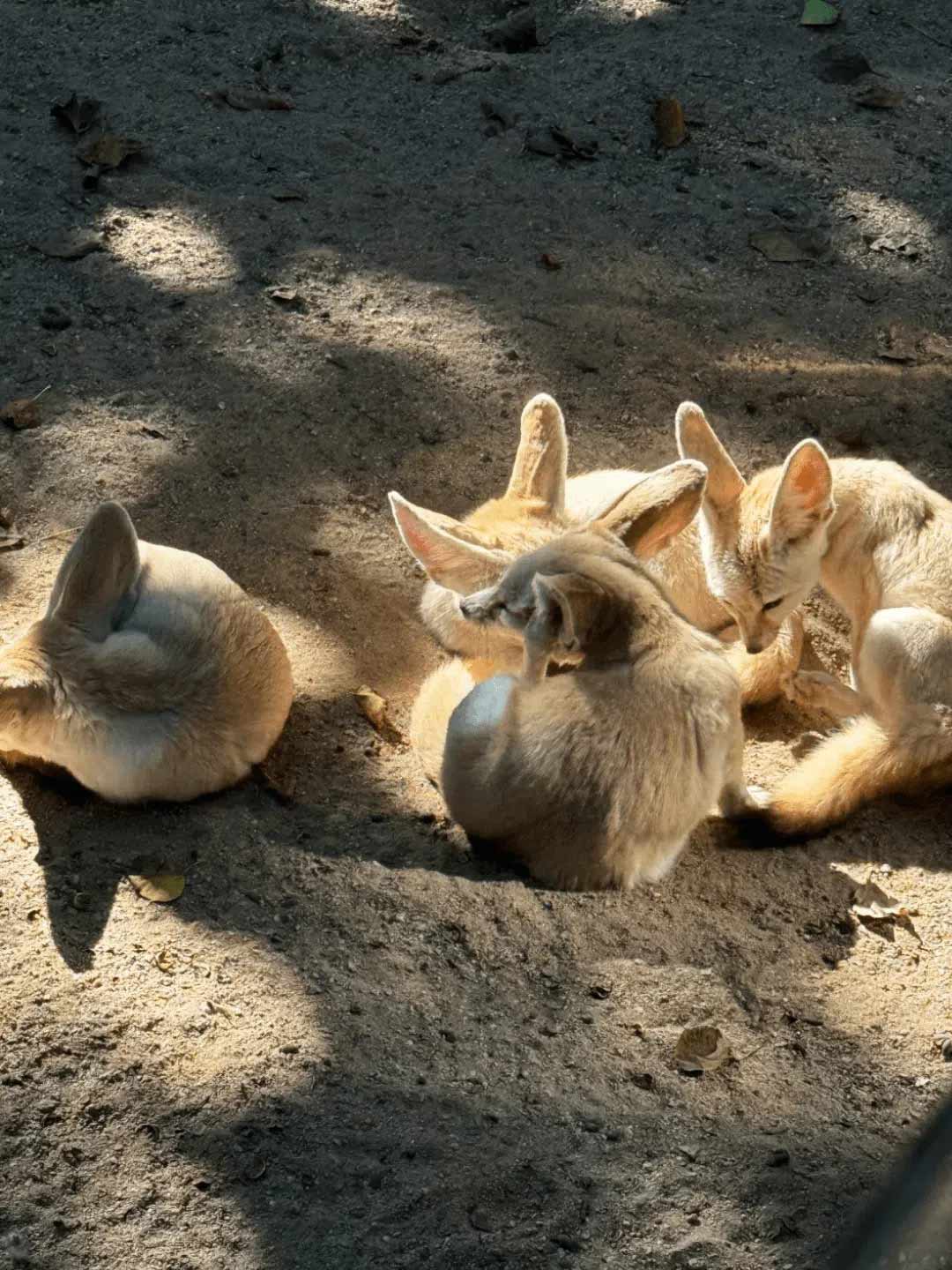 大きな耳が特徴的な上海野生動物園の愛らしいフェネックギツネ