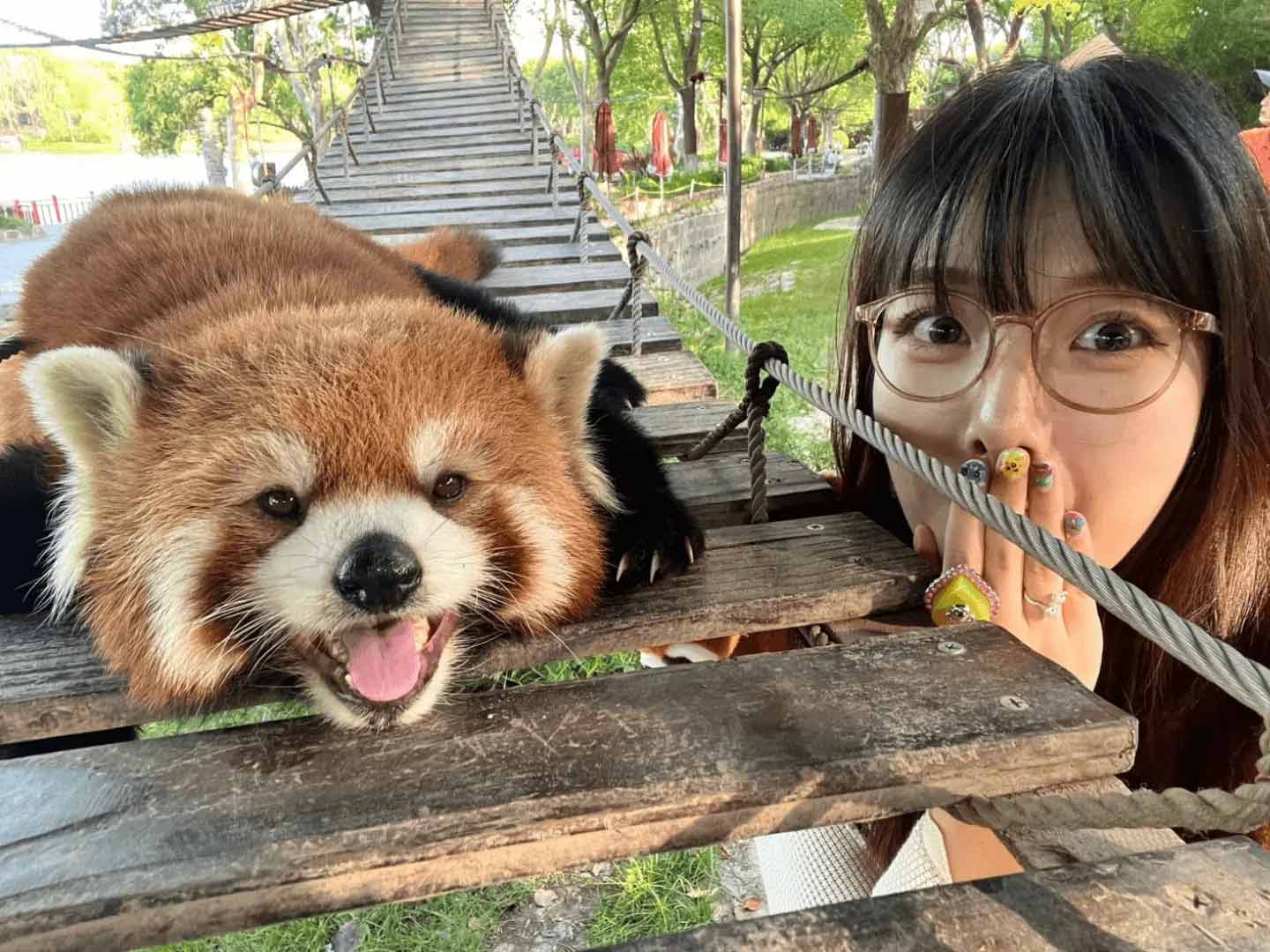 上海野生動物園で可愛いレッサーパンダと一緒に記念撮影をする日本人観光客