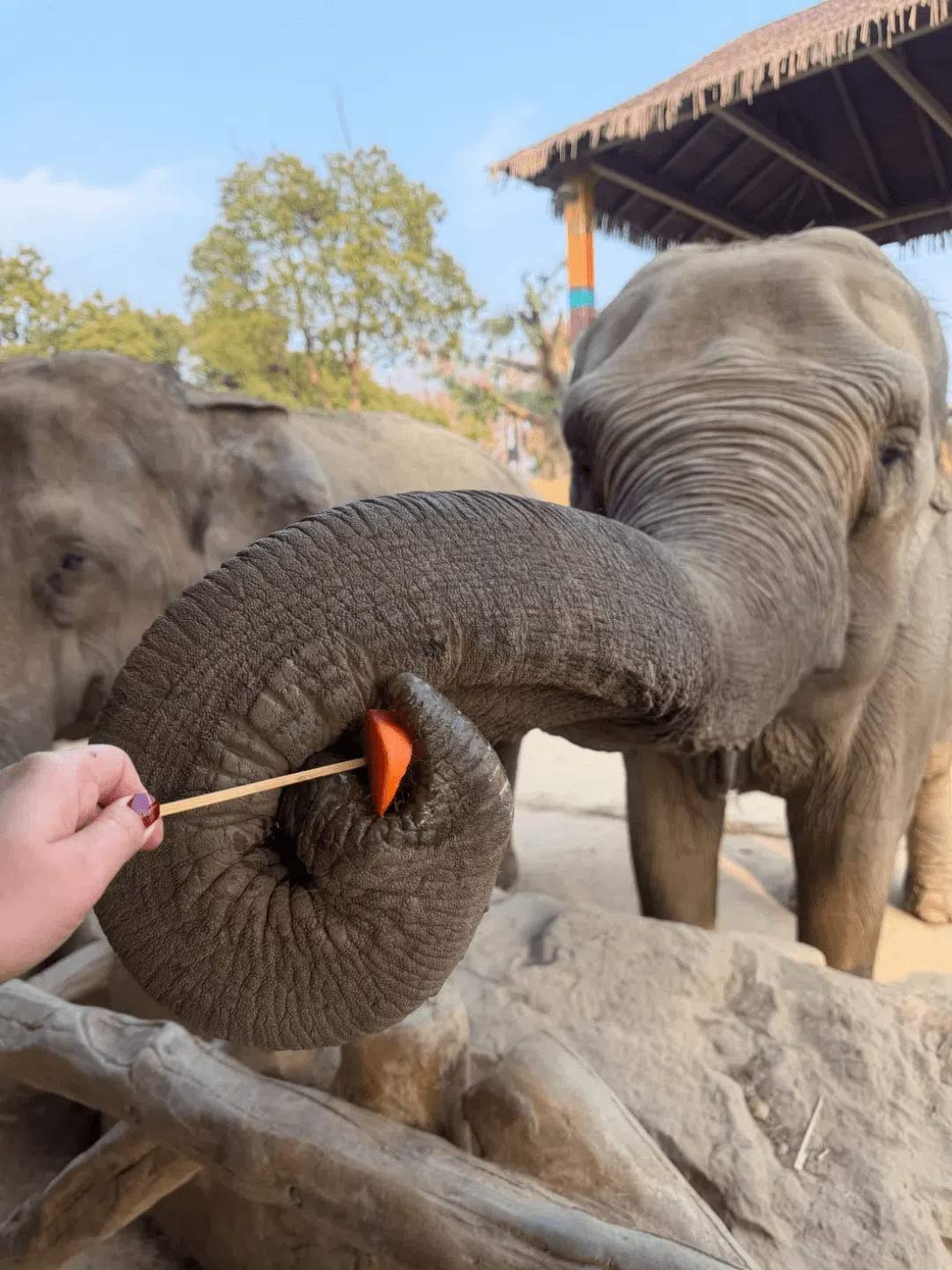 観光客の目線から体験する上海野生動物園の大きなゾウへの餌やり