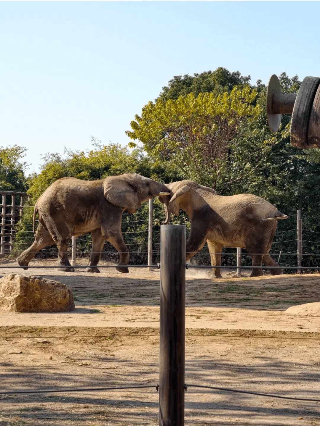 上海野生動物園の広大なエリアで暮らす立派なアジアゾウの姿