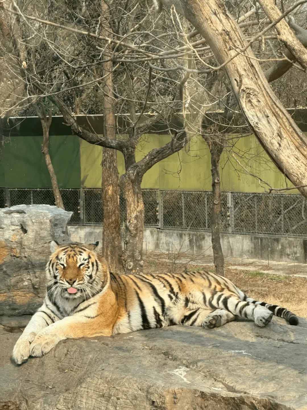 上海野生動物園の自然に近い環境でのんびりと過ごす迫力あるトラ